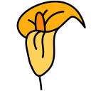 blume 