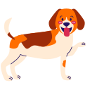 lindo beagle 
