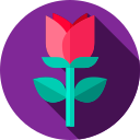 rosa icon