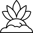 rabanete 