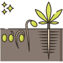 germinación icon