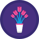 tulipes 