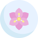 lirio icon