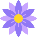 aster 