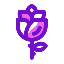 rosa icon