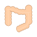Human 