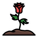 rosa icon