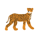 Cheetah 