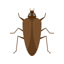 Insect 