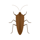 insecte 
