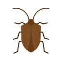insecte 