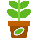 planta de jade 