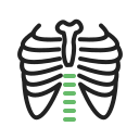 Bones 