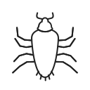 Insect 