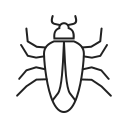 insecte 