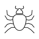 insecte 