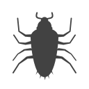Insect 