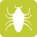 Insect 