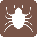 insecte 