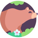 oso icon