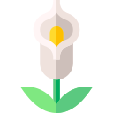 calla 