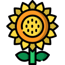 Girasol icon