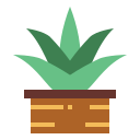 Aloe vera 