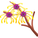 hamamelis icon