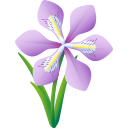 Algerian iris icon