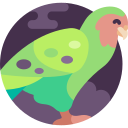 kakapo icon