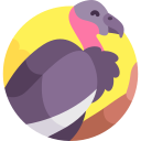 California condor 