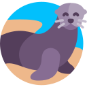 Galapagos sea lion icon