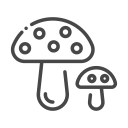 nature icon