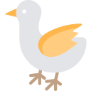 pollo 