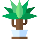 Dracaena