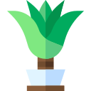 Dracaena