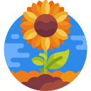 Girasol icon