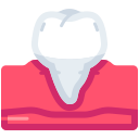 premolar icon