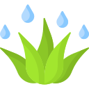 aloe vera icon