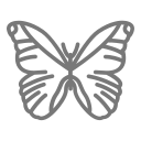 mariposa morfo icon