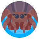 insecto icon