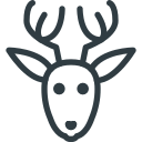 animal 