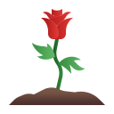 rosa icon