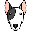 bull terrier 