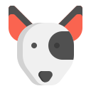 bull terrier 