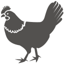 pollo 