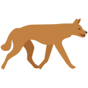 cachorro 