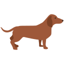 Dachshund 