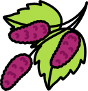 fruta icon