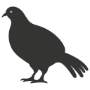 pájaro icon